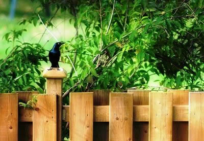 Фото 14 – Готовый забор из штакетника