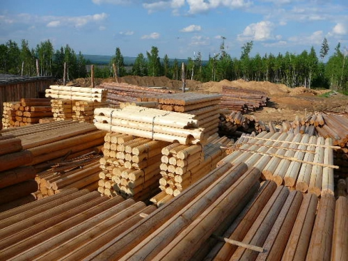 Фото 2 – Выбор леса