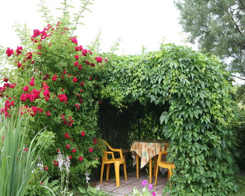 Фото 3 – Беседка с декоративным виноградом