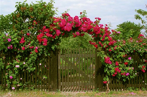 Фото 4 – Штакетник деревянный украшенный живой изгородью