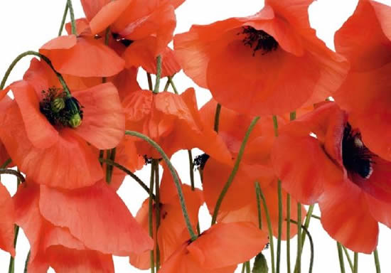 Фотообои A&G Design арт.0479FTS