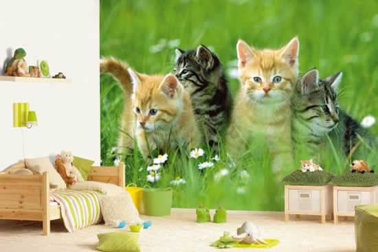 Фотообои с котятами понравятся любой девочке