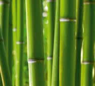 Фотообои зеленые