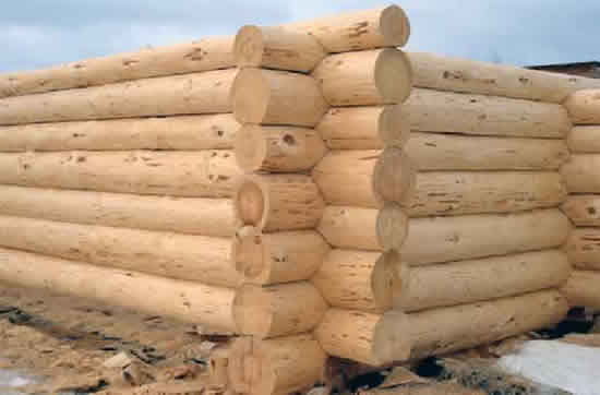 Фото 9 - Рубка в чашу