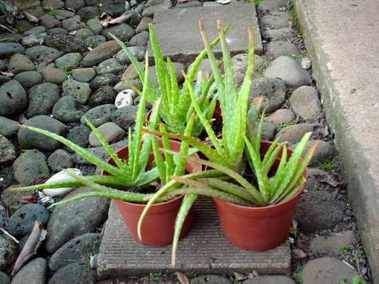 Алоэ в горшках