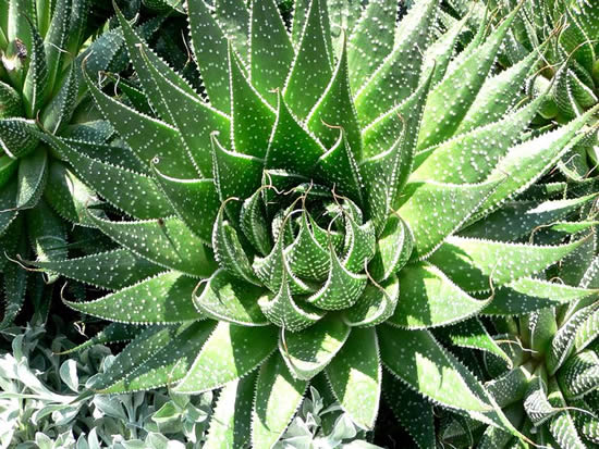 Алоэ в диких условиях