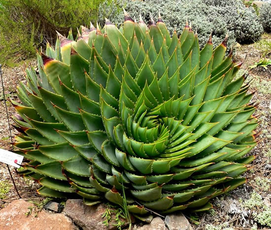 Естественная среда обитаения Алоэ