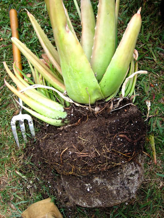 Размножение Алоэ